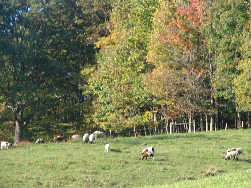 sheep grazing on the hillside