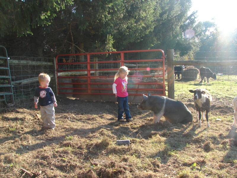 "Purple" the pig didn't exactly like all the attention Sunday