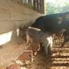 Abby's pig "Purple" eating with steers