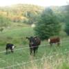 Cows at Marie's