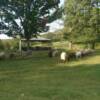 sheep on pasture