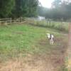 Jez in foreground with older ewe and lamb in  back
