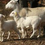 Ewe with one month old twins in February