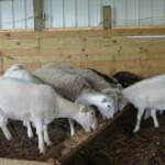 Farm-raised lambs with ram.  Smooth lambs were purchased from Hamilton Sheep Station